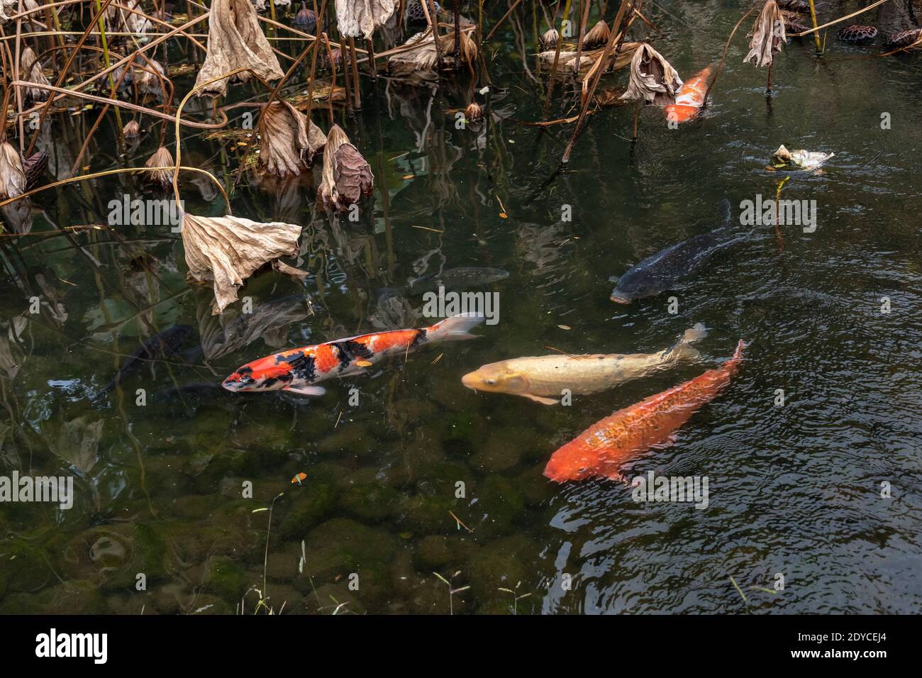 Grande koi a Fuyoso loto Pond, Ritsurin Garden, Takamatsu, Giappone Foto Stock