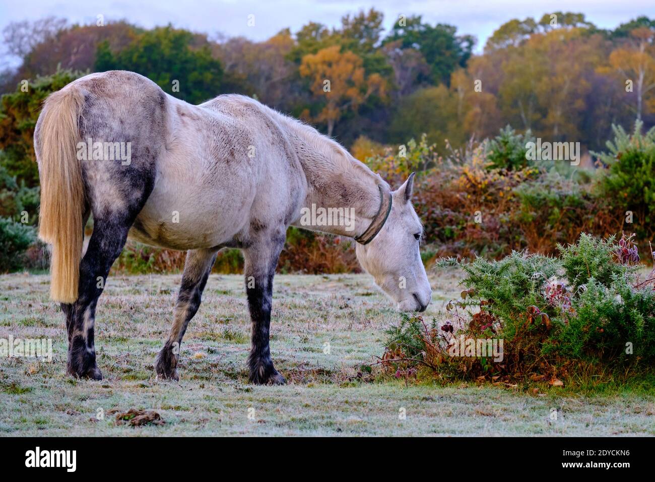 In una gelida mattinata autunnale a New Forest appena fuori Brockenhurst. Pony bianco che pascolano intorno sulla terra smerigliata, Foto Stock