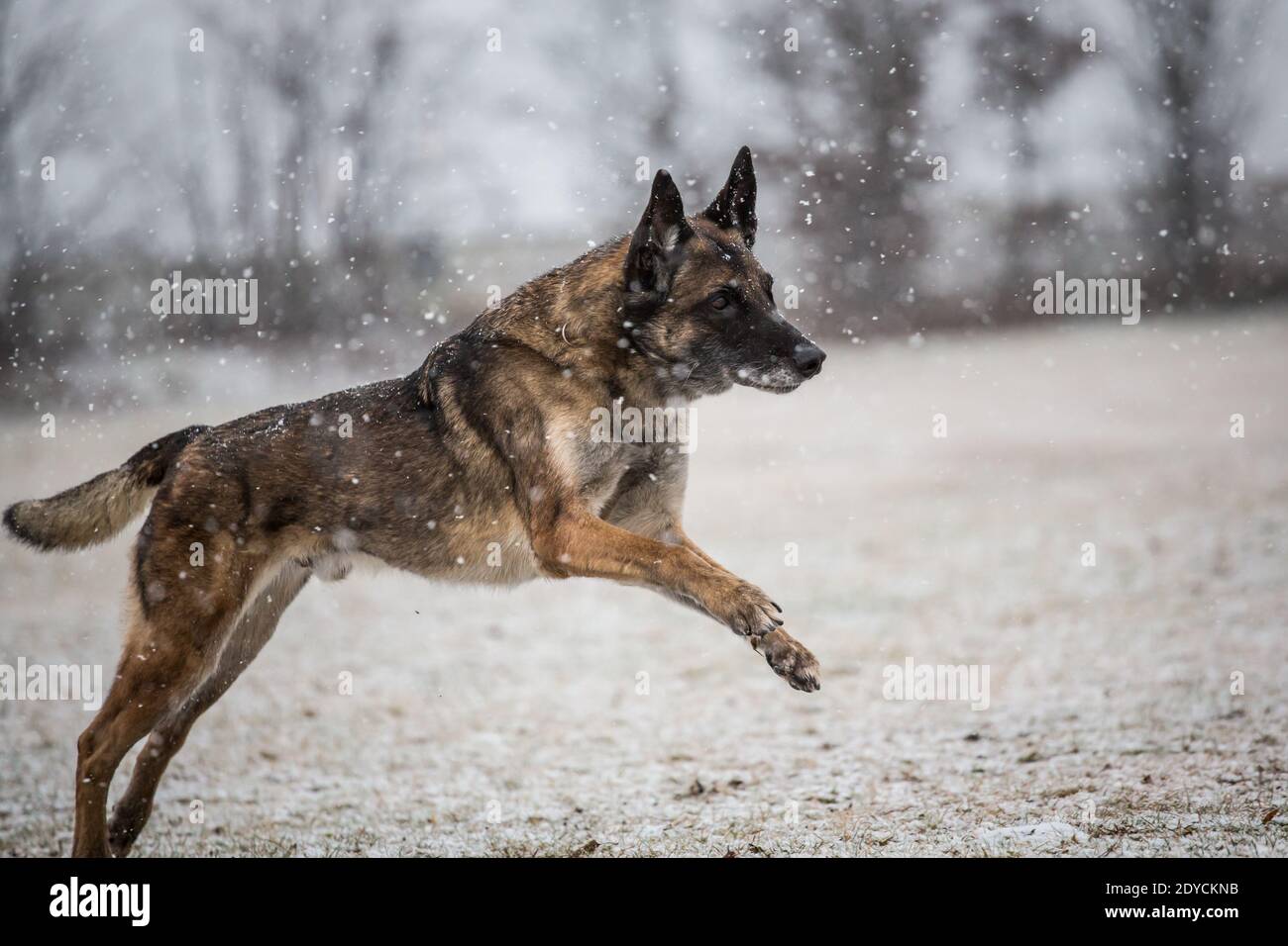 Old Belgian Shepherd Dog (Malinois) in esecuzione, nevoso giorno d'inverno Foto Stock
