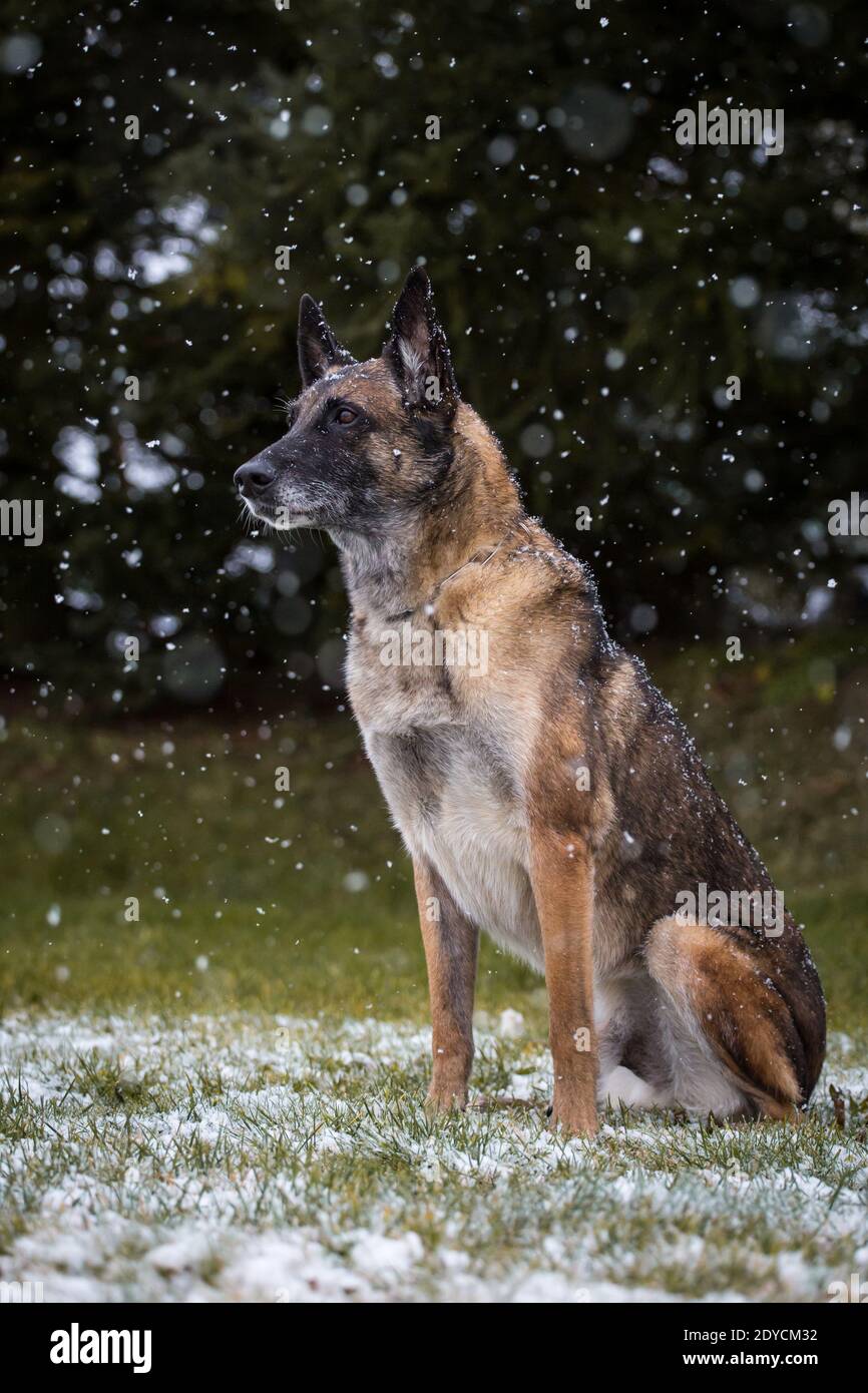 Vecchio cane Pastore Belga (Malinois) seduto, nevoso giorno d'inverno Foto Stock