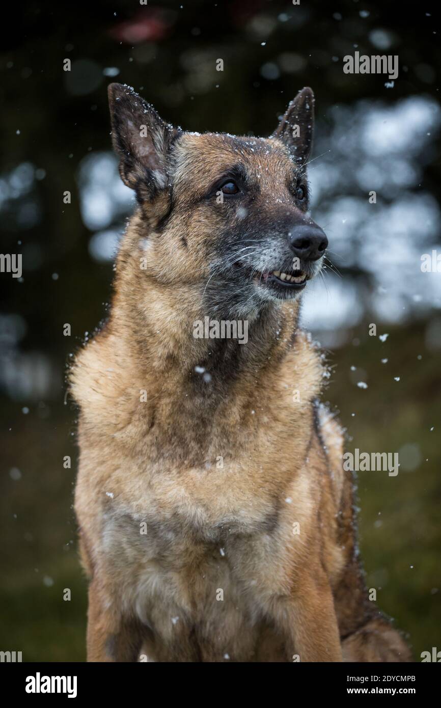 Vecchio cane Pastore Belga (Malinois) ritratto, nevoso giorno d'inverno Foto Stock