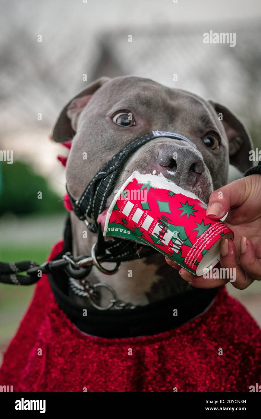 Pit bull mangiare un puppuccino Foto Stock