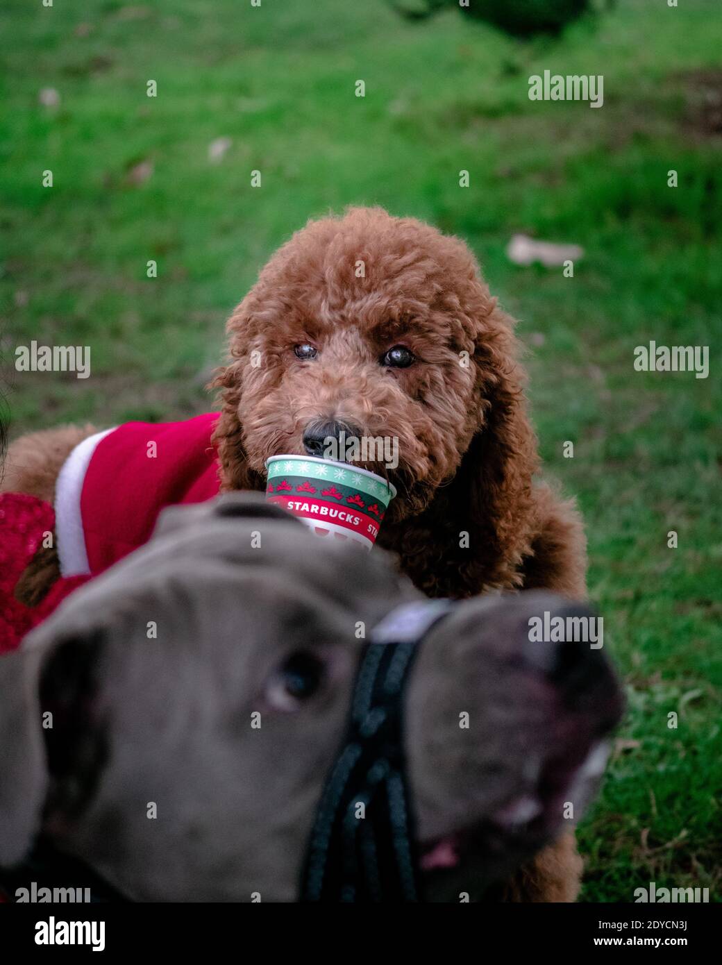 Baby Doodle dorato mangiare un puppuccino per la prima volta Foto Stock