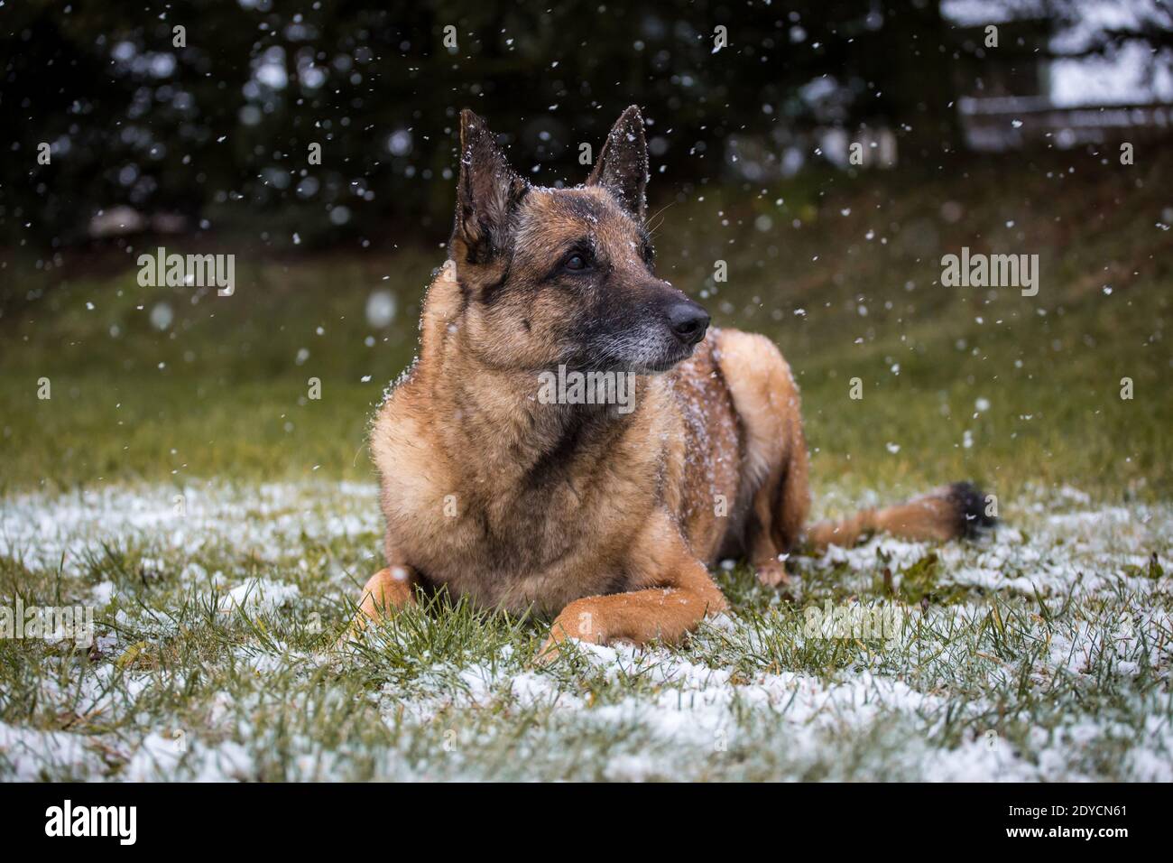 Vecchio cane Pastore Belga (Malinois) mentito, giorno invernale nevoso Foto Stock