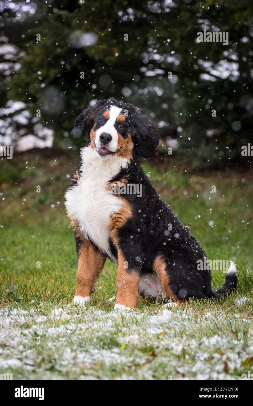 Bernese Mountain cane cucciolo seduto, nevoso giorno d'inverno Foto Stock