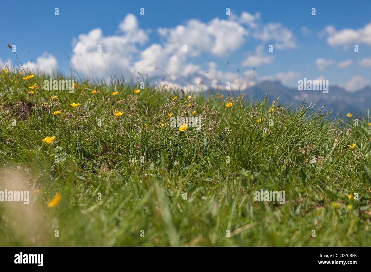 Primo piano di fioritura estiva di coppe butterrici comuni su prato alpino.il nome scientifico è Ranunculus acris. Paesaggio dolomitico sfocato nel backgrou Foto Stock