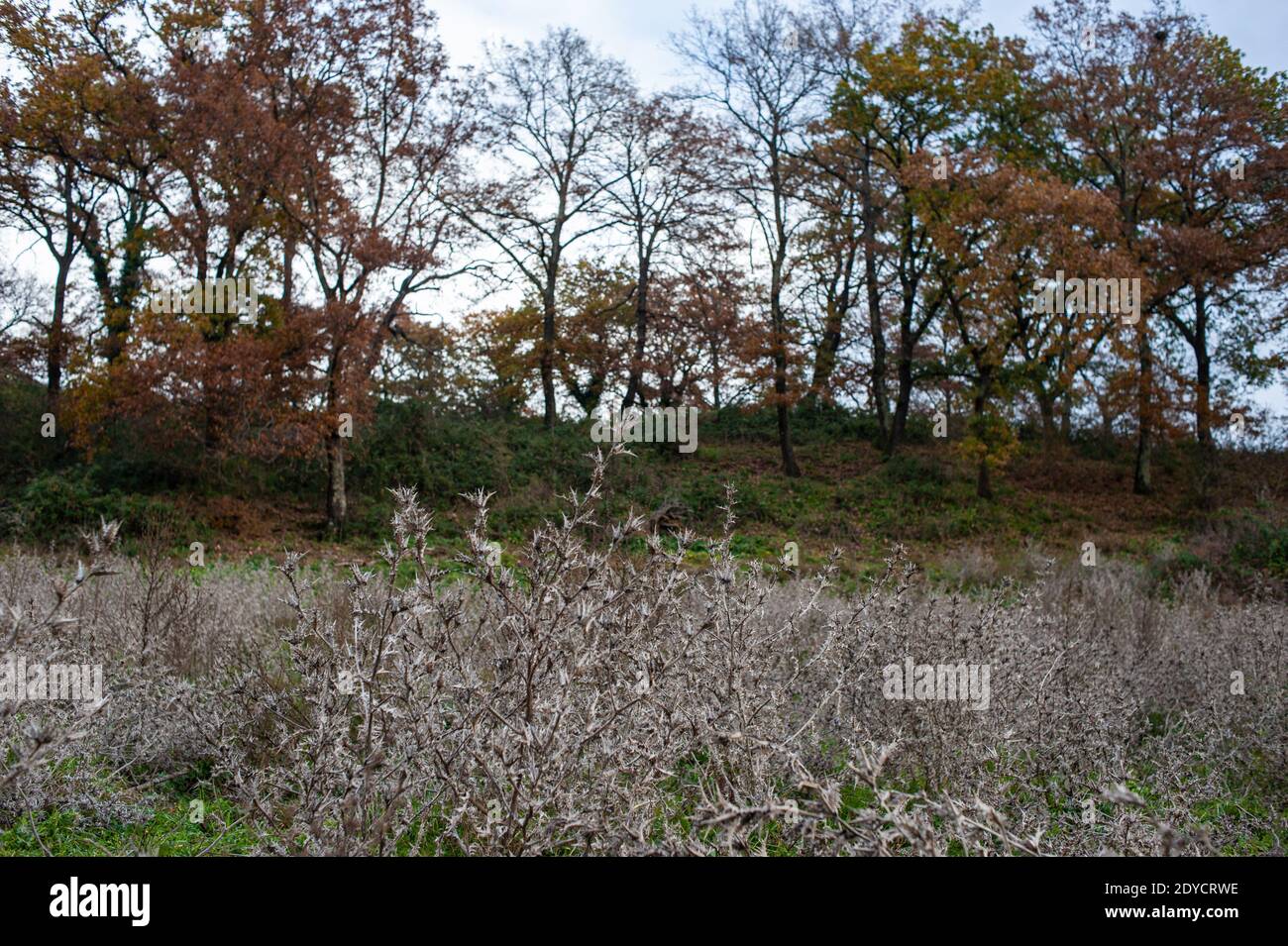 Roma, Italia: Parco naturale di Veio. © Andrea Sabbadini Foto Stock