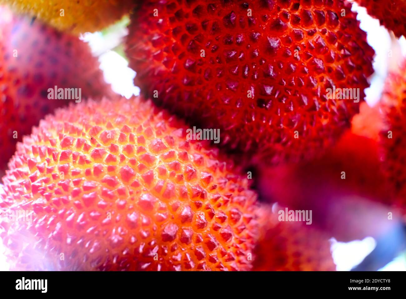 Primo piano di fragole dolci selvatiche Foto Stock