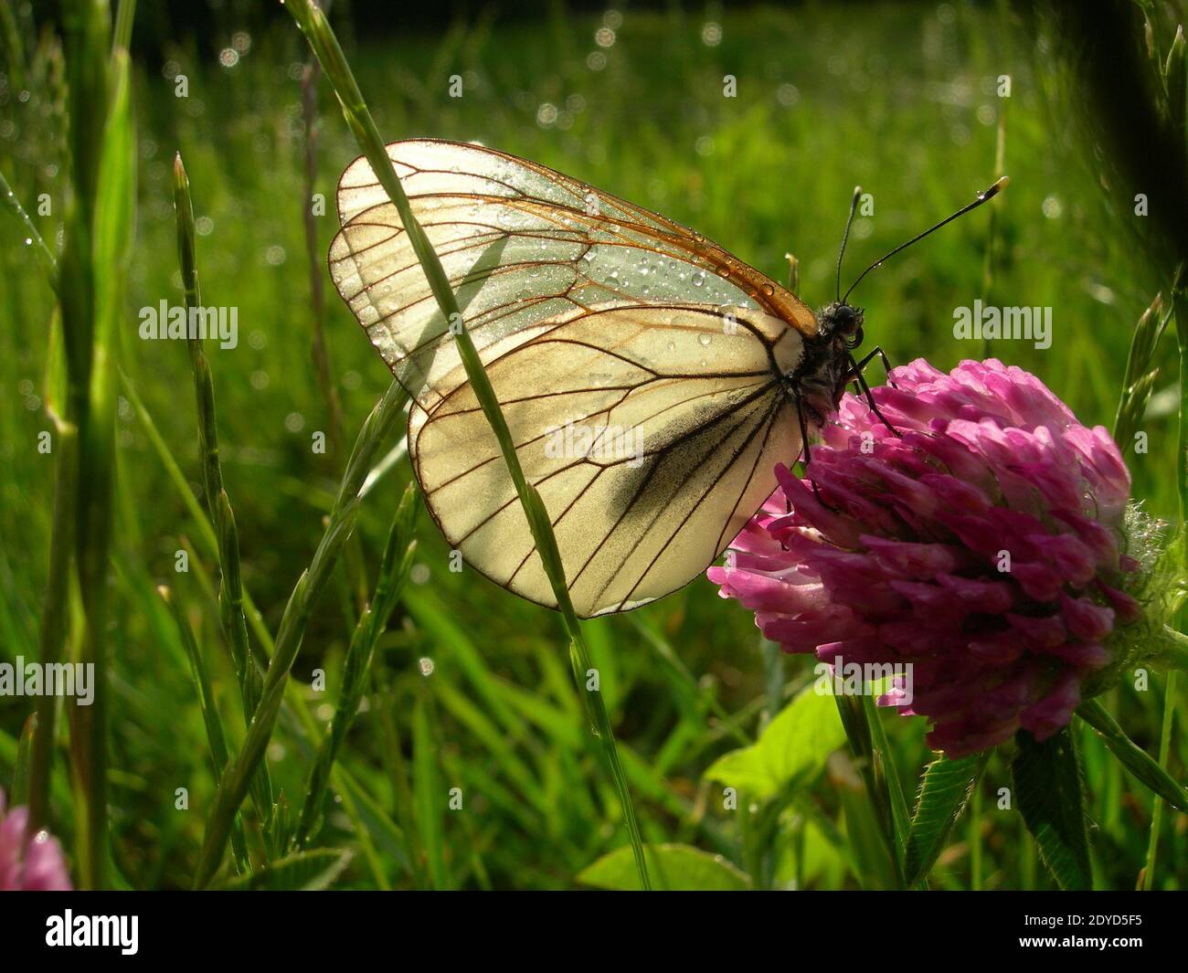 Una farfalla bianca con le ali trasparenti si trova su un fiore di trifoglio rosa brillante in una giornata di sole dopo la pioggia su uno sfondo di erba verde brillante. Foto Stock