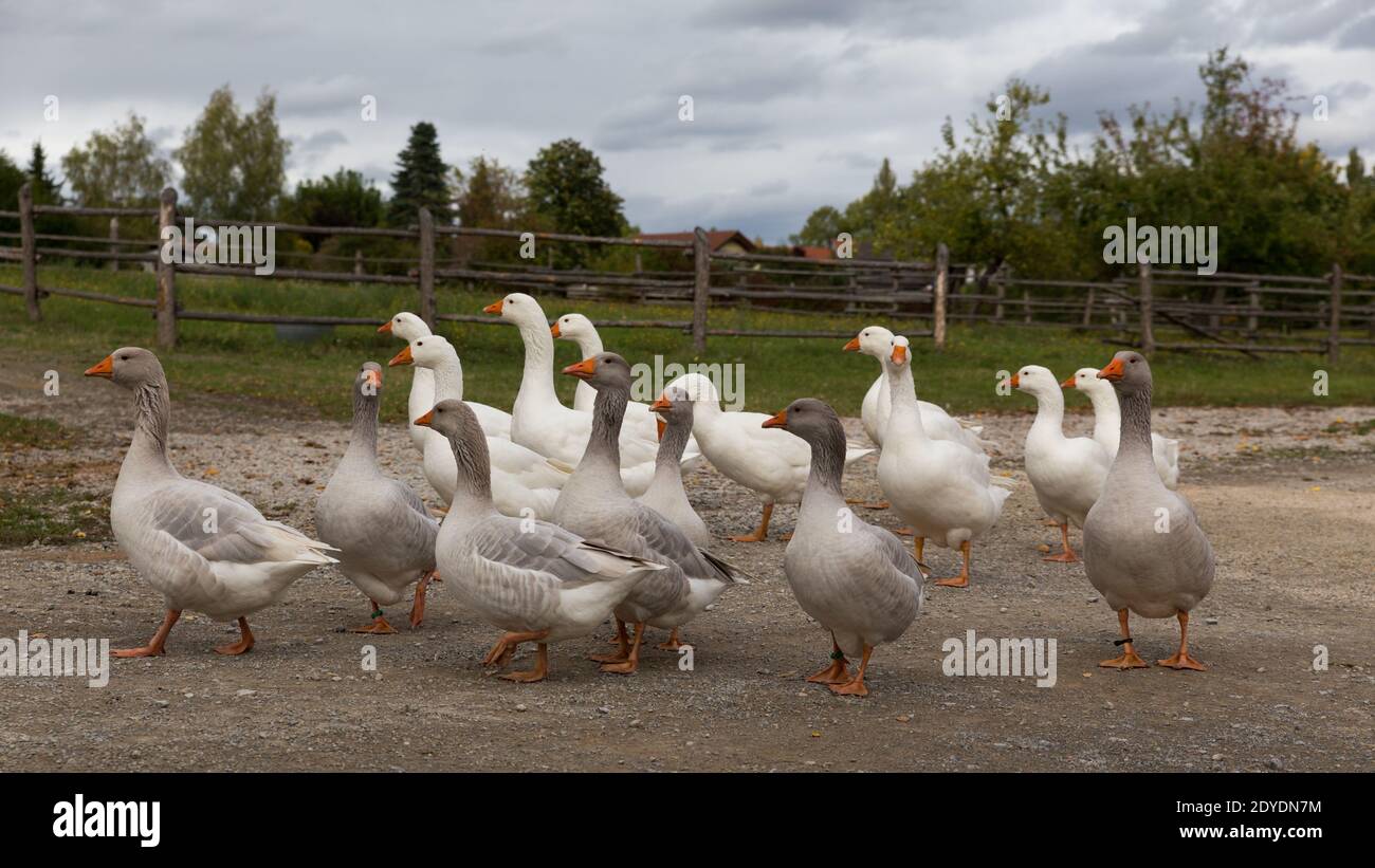 gregge di oche domestiche in un villaggio rurale bavarese Foto Stock