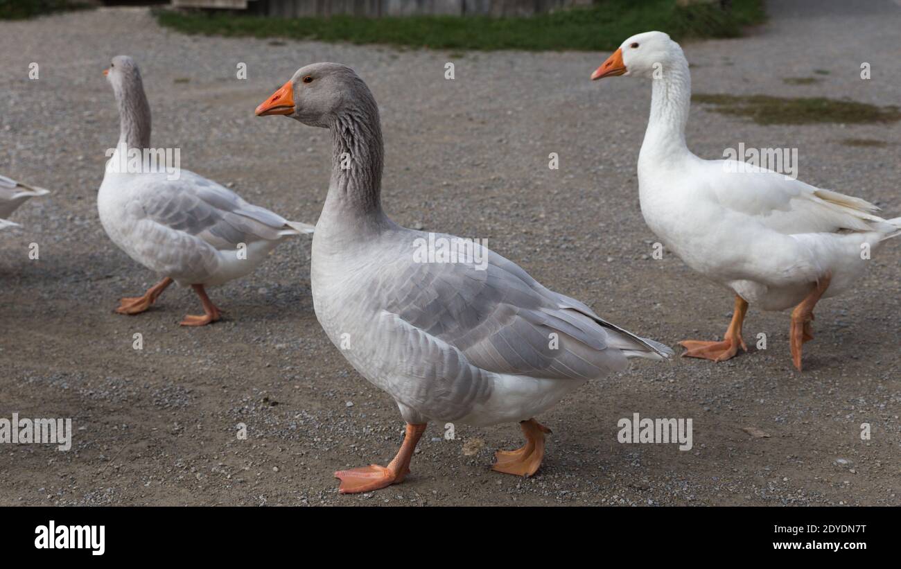 gregge di oche domestiche in un villaggio rurale bavarese Foto Stock