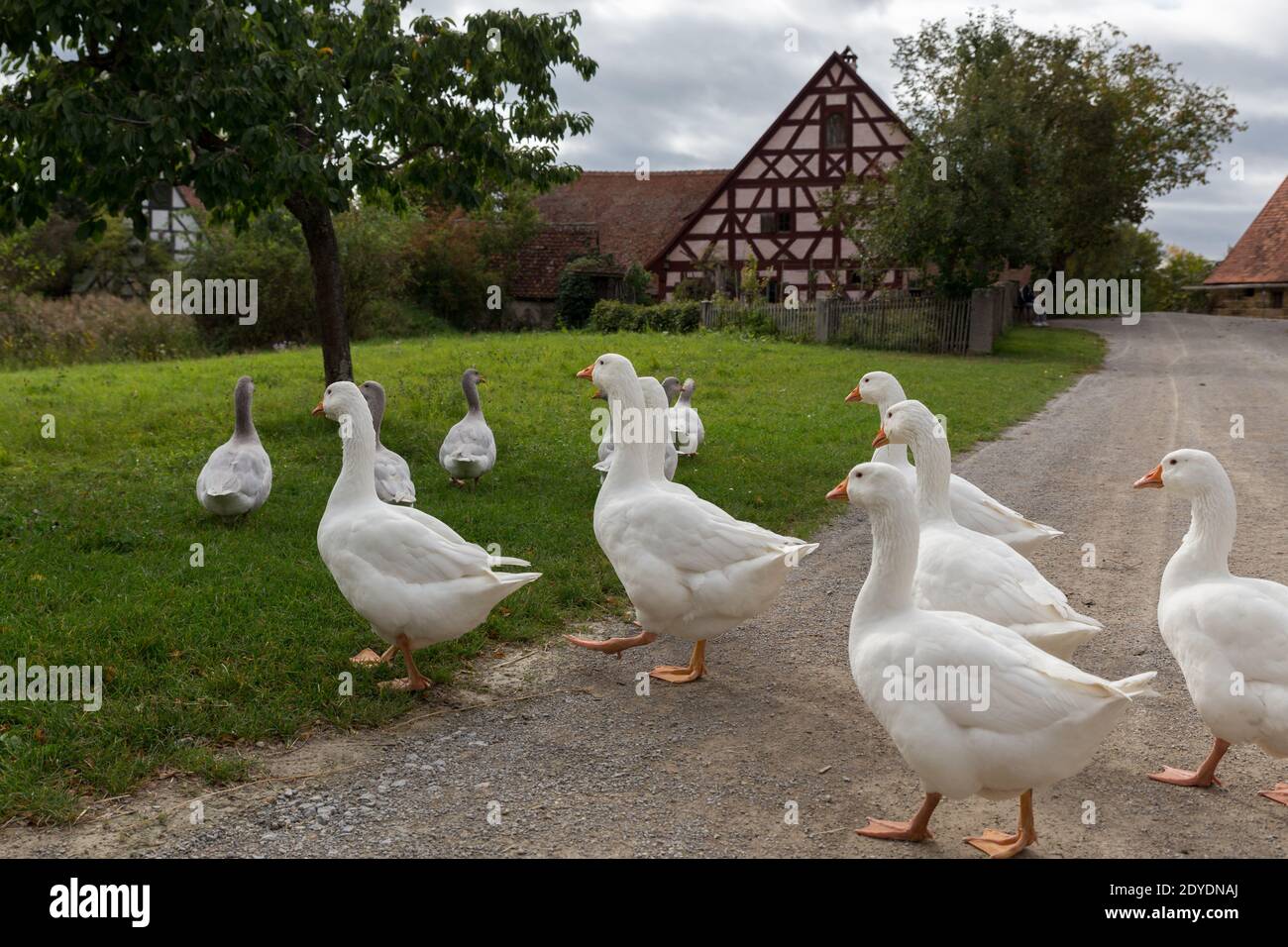 gregge di oche domestiche in un villaggio rurale bavarese Foto Stock
