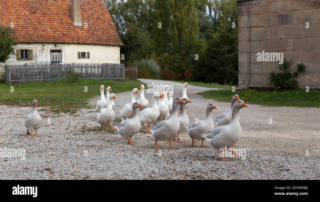 gregge di oche domestiche in un villaggio rurale bavarese Foto Stock
