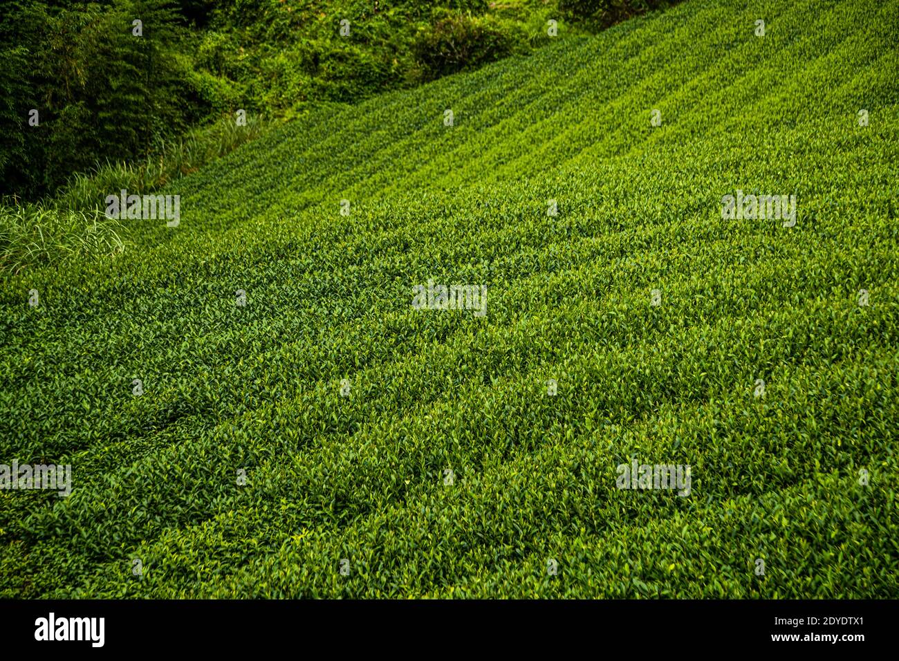File di cespugli di tè appena potati si arrampicano su una collina boscosa vicino a Shimada, prefettura di Shizuoka, Giappone. Foto Stock