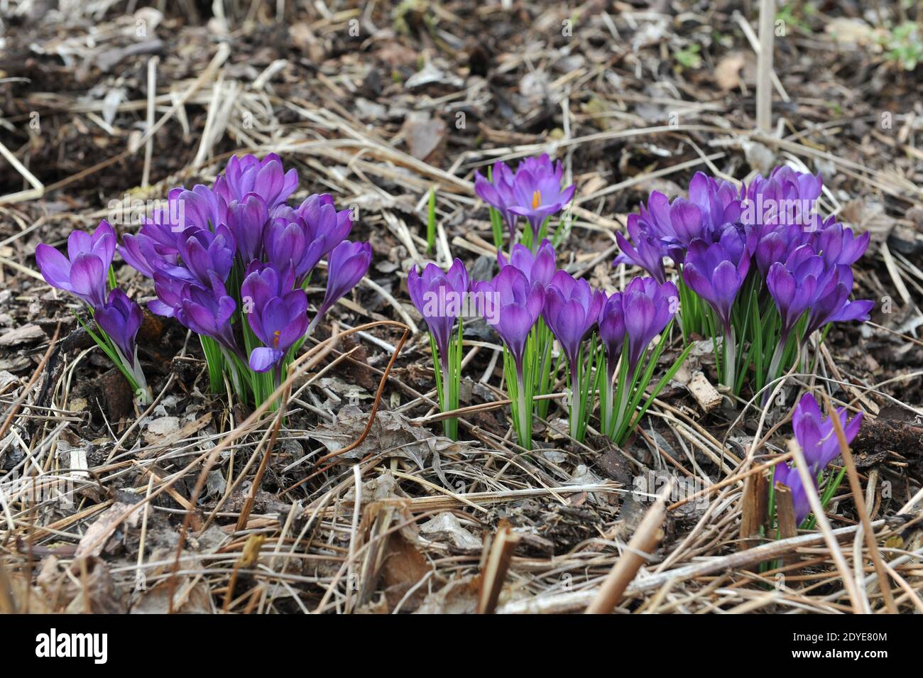 Viola-viola Crocus tommasinianus Ruby Giant fiorisce in un giardino in Marzo Foto Stock