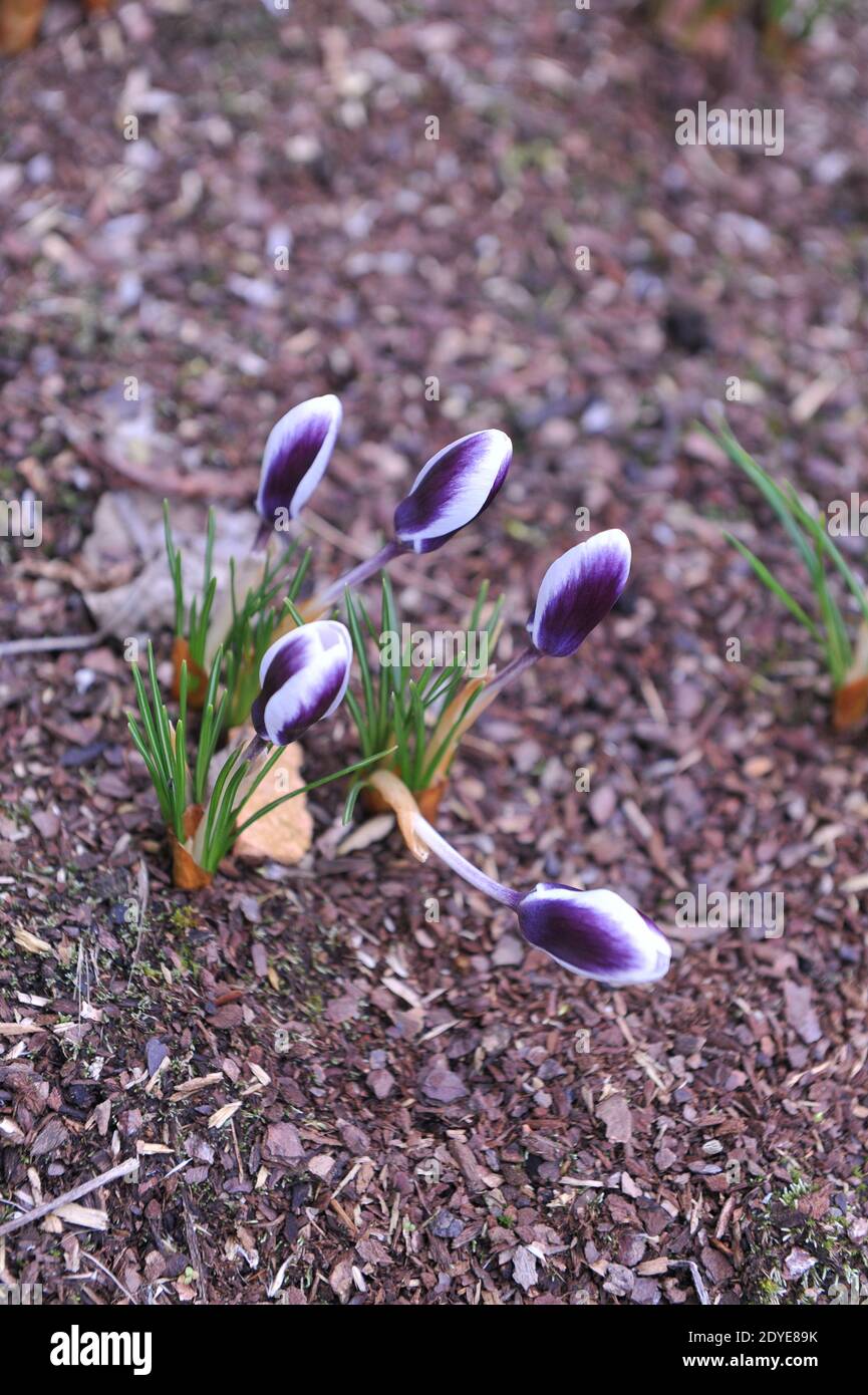 Bianco e viola Crocus chrysanthus Prins Claus fiorisce in un giardino nel mese di marzo Foto Stock