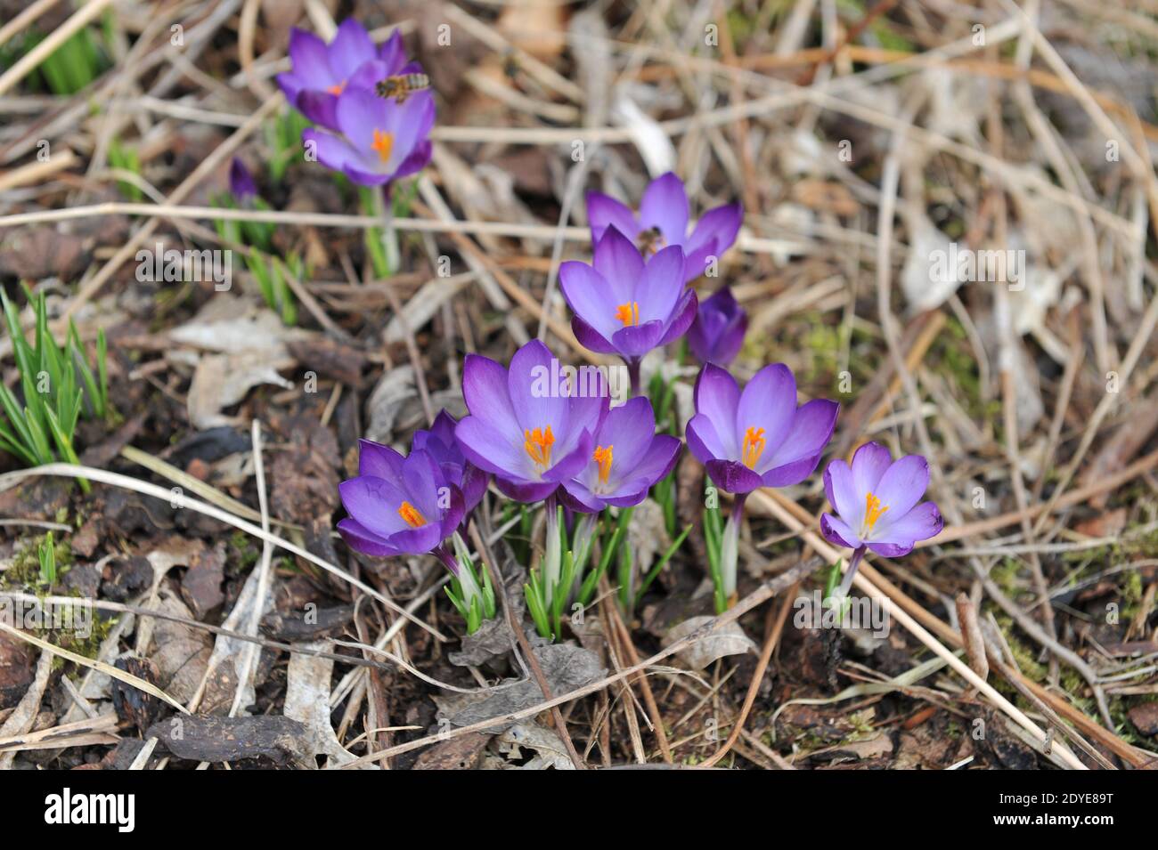 Viola-viola Crocus tommasinianus Ruby Giant fiorisce in un giardino in Marzo Foto Stock