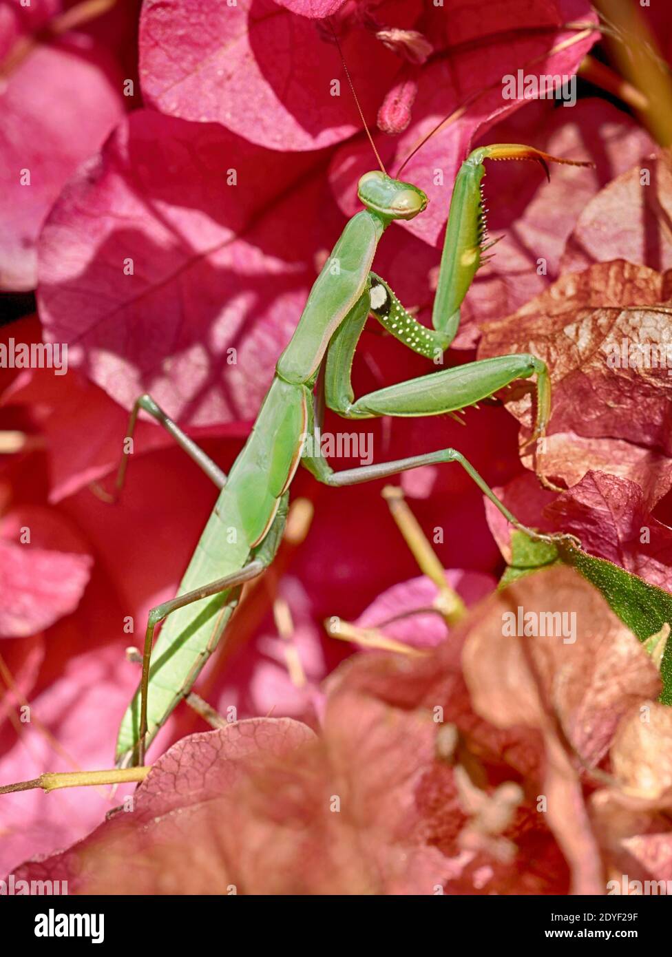 Green California Praying Mantis (Stagmomantis californica o Stagmomantis limbata) Su Bougainvillea rosa Foto Stock
