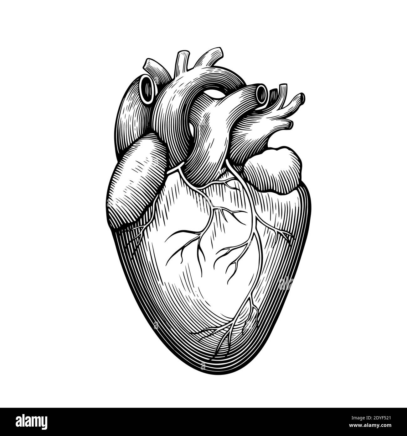 Incisione anatomica vintage del cuore umano isolato su sfondo bianco. Illustrazione vettoriale. Illustrazione Vettoriale