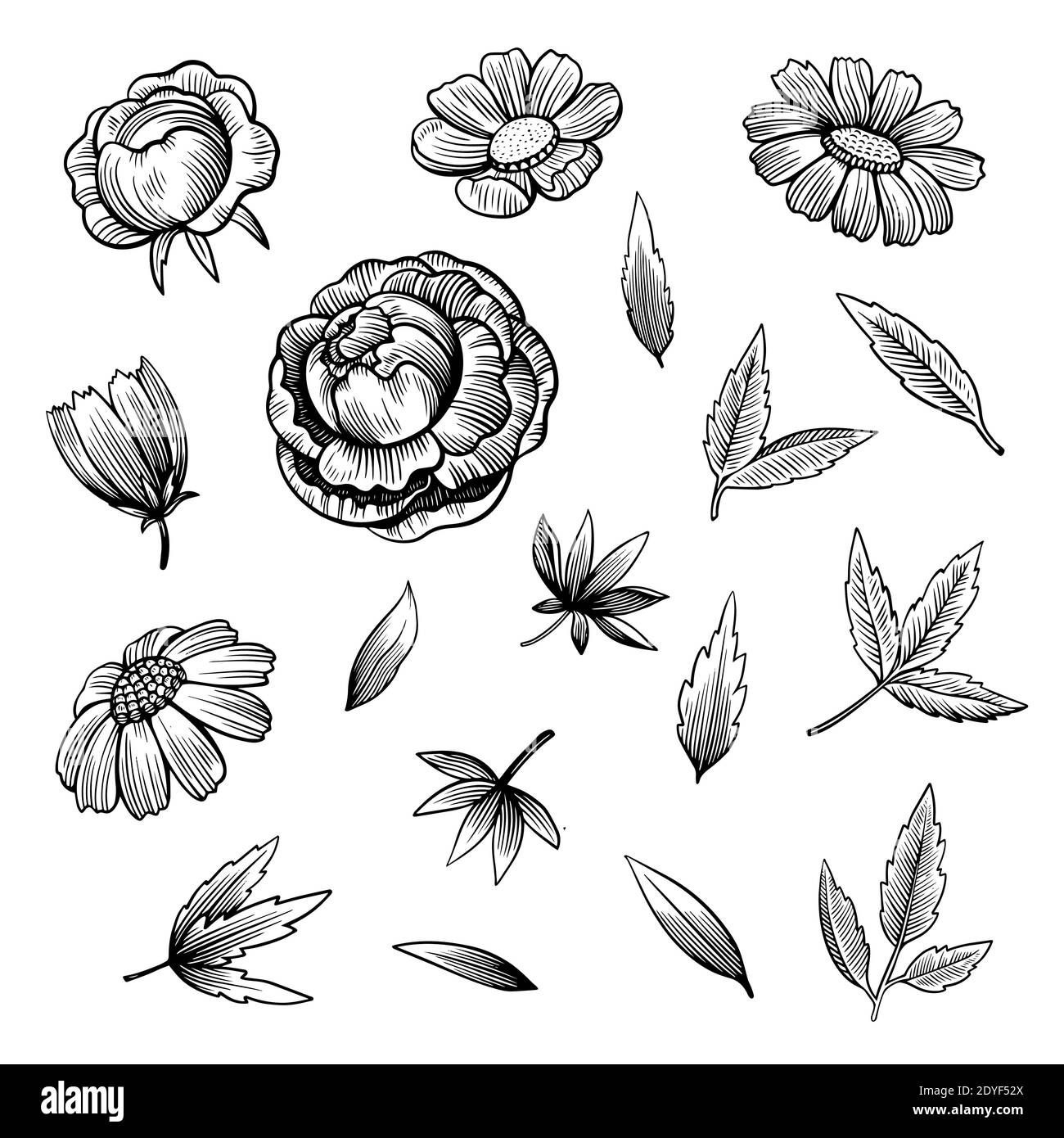 Set di fiori e foglie di peonie disegnate a mano in stile incisione con inchiostro bianco e nero. Illustrazione Vettoriale