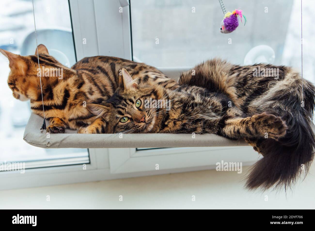 Due cute bengala gattini oro e corocoscarbone colore posa sul letto finestra  del gatto e rilassante. Posto soleggiato per gatto sulla finestra Foto  stock - Alamy