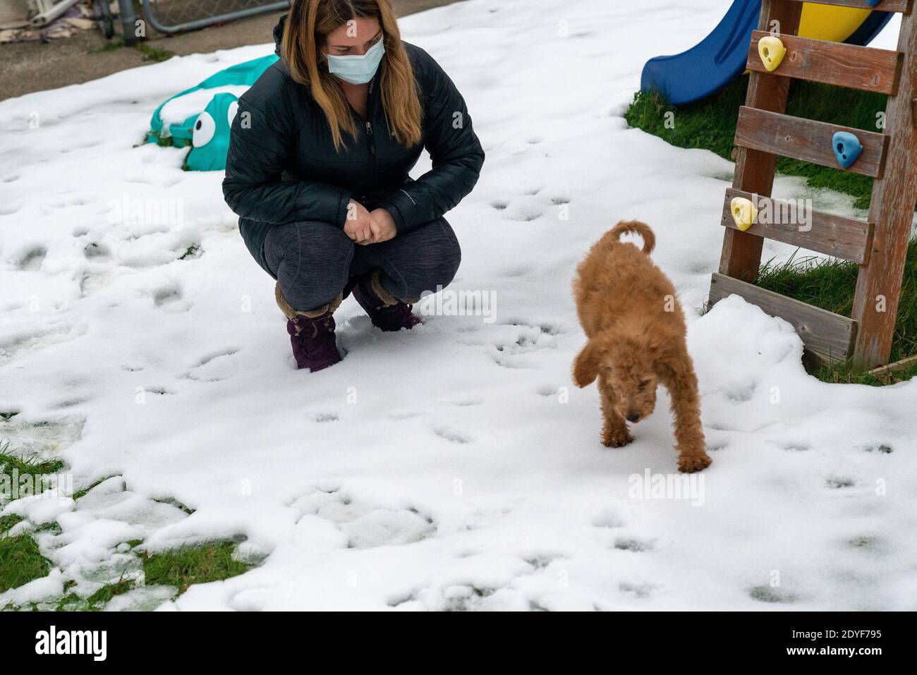 Una donna che indossa una maschera Covid-19 guarda un cucciolo d'oro-doodle che gioca nella neve. Foto Stock