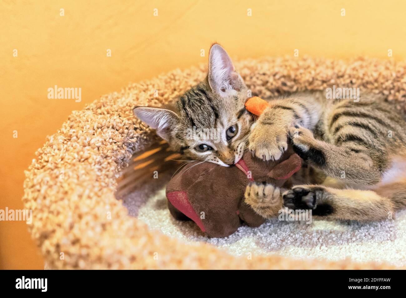 Il gattino grigio gioca con un orsacchiotto. Foto Stock