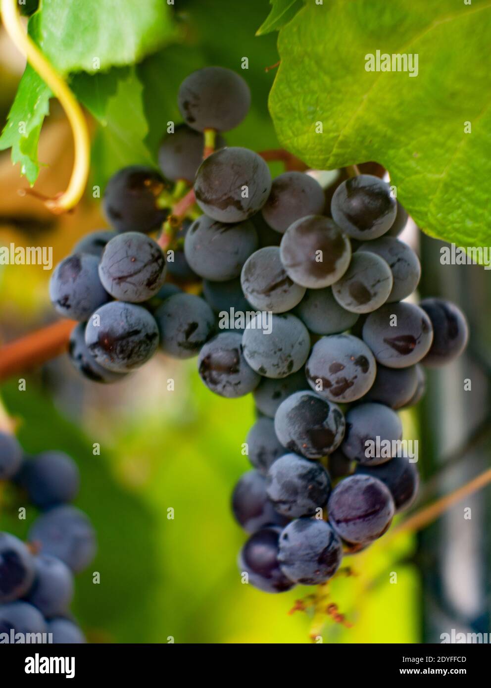 Vitis labrusca. Uve Mature Concord, Troy, Montana, USA. L'uva Concord è una mutazione ibrida di Vitis labrusca. La varietà è stata sviluppata nel 1849 da e Foto Stock