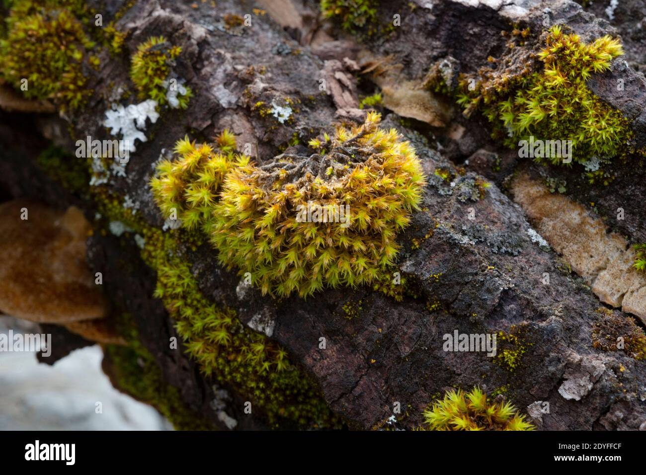 Un ciuffo di muschio d'albero americano (Climacium cf. Americanum), che cresce su un albero morto di Cottonwood nero (Populus trichocarpa), Troia, Montana Foto Stock