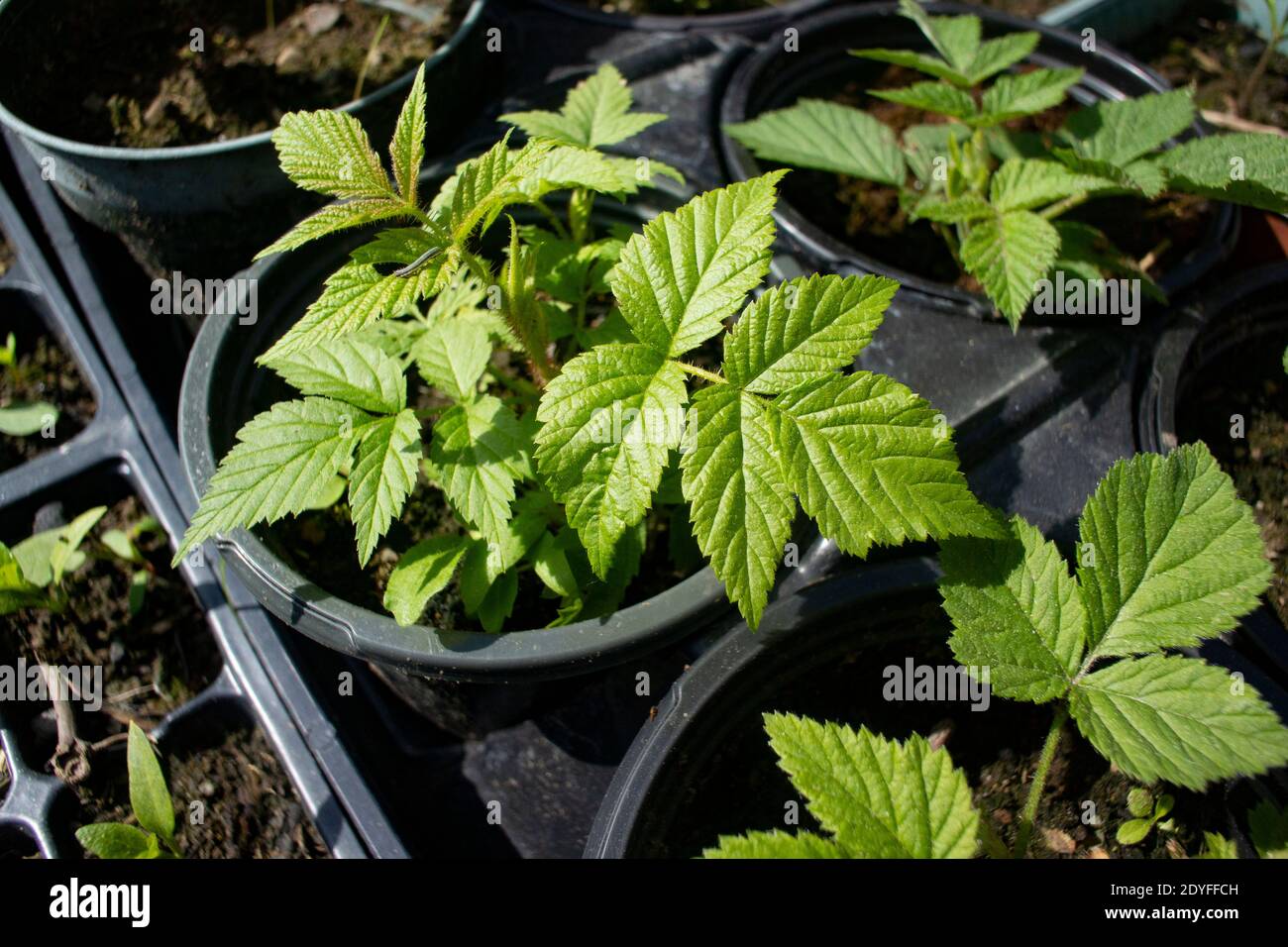 Robus Strigosus. Lampone rosso americano in vaso o lampone americano, Troy, Montana, USA Regno: Plantae (non classificato): Angiosperms (non classificato): Eudicot Foto Stock