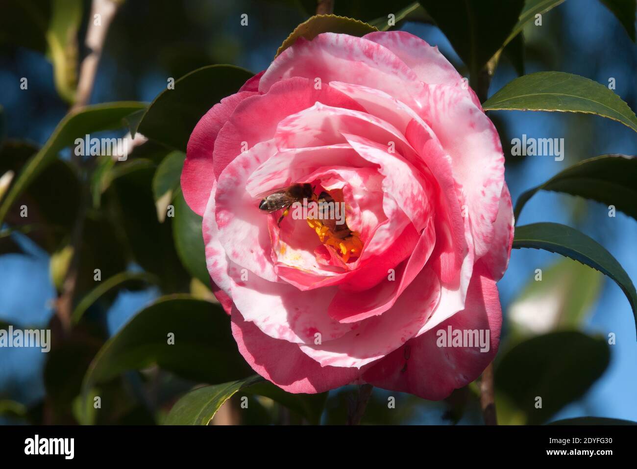 Sydney Australia, ape su un fiore di camelia rosa Foto Stock
