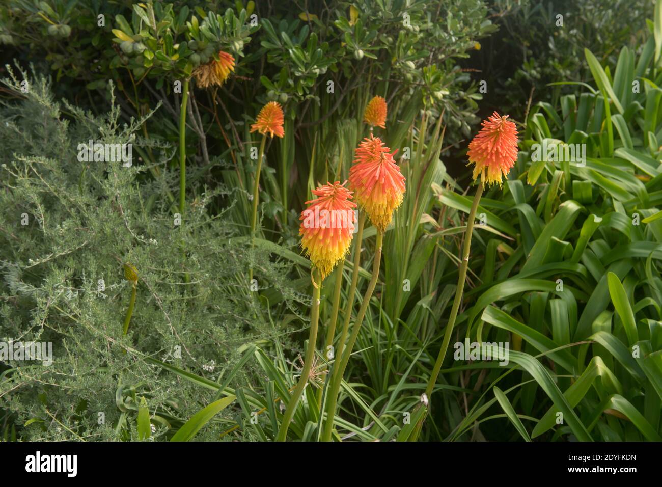 Hot Pokers rosso selvaggio o Lilies torcia (Kniphofia) che crescono in un giardino sull'isola di Tresco nelle isole di Scilly, Inghilterra, Regno Unito Foto Stock