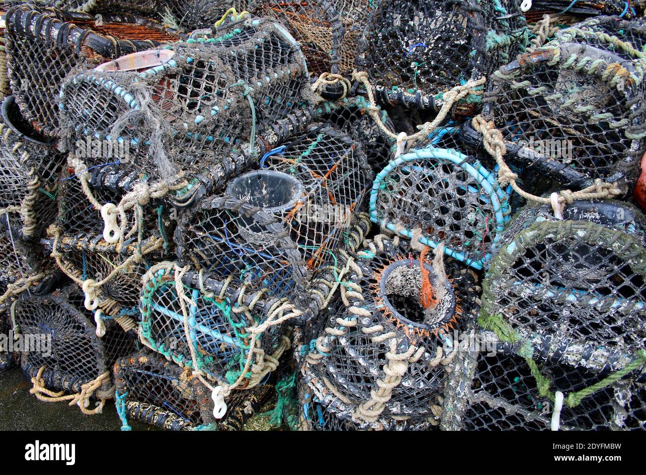 Shellfish aragosta Crab Pots UK pesca Megavissy Porto Foto Stock