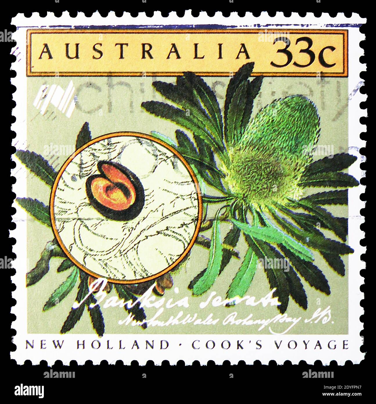 MOSCA, RUSSIA - 19 GIUGNO 2019: Francobollo stampato in Australia mostra Banksia serrata, 200 anni di colonizzazione della serie australiana, circa 1986 Foto Stock
