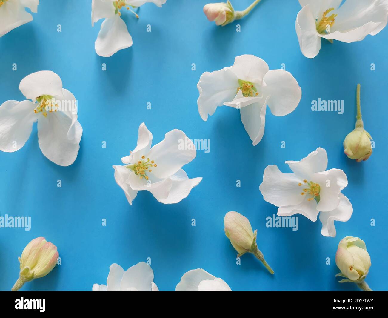 Vista dall'alto su delicati fiori bianchi di alberi di frutta / ciliegie su sfondo blu saturo. Biglietto di auguri o base per l'invito. Tempo di primavera, tendono Foto Stock