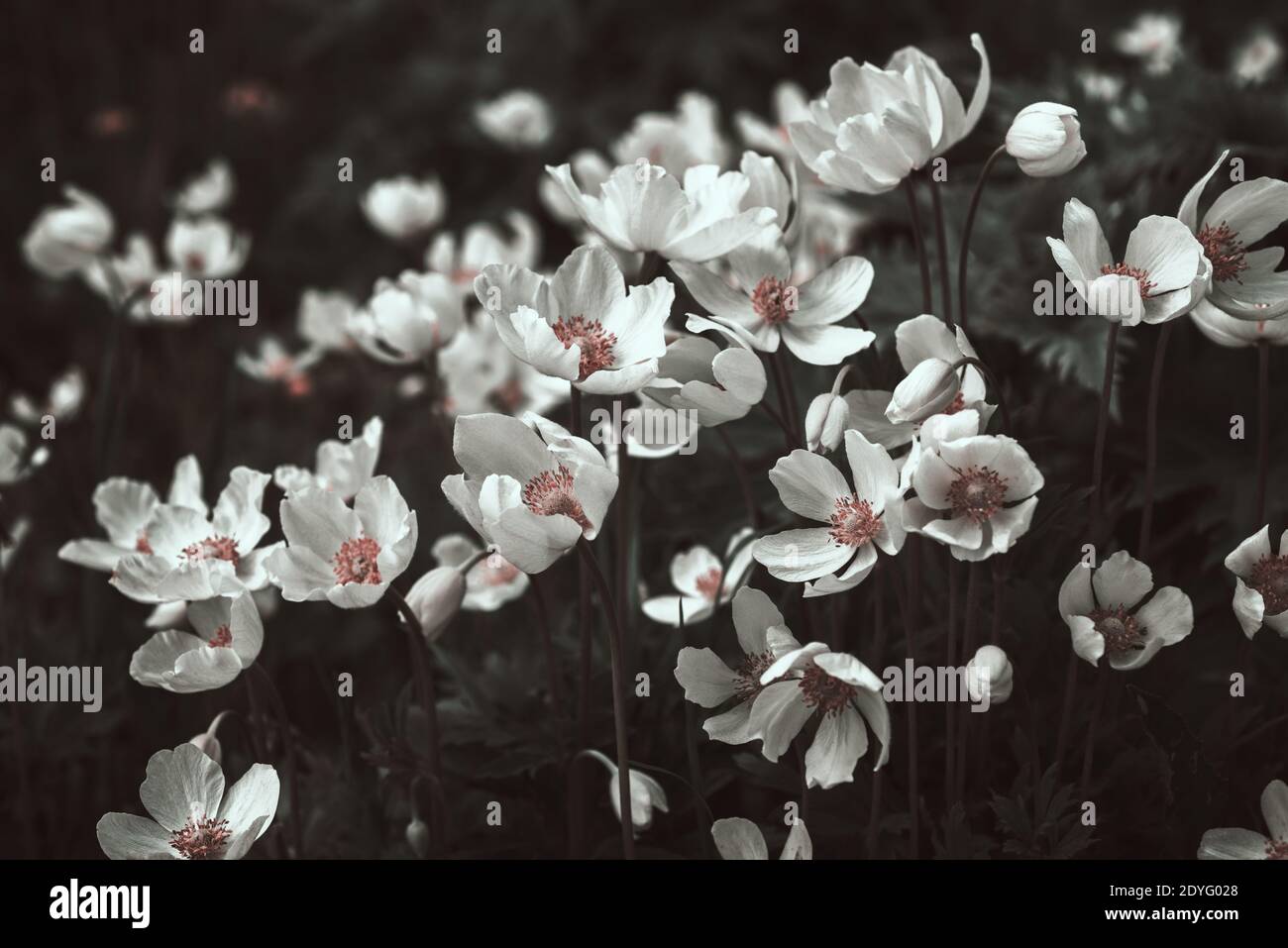 Bianco anemone fiori in bianco e nero, stilizzato Foto stock - Alamy