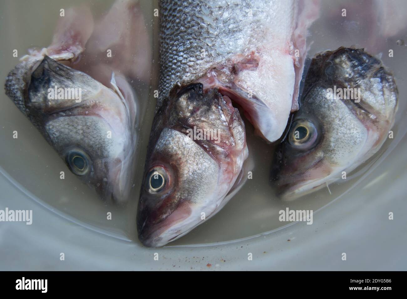 tre spigole, due con solo le teste rimaste, in una ciotola di acqua torbida prima della cottura Foto Stock