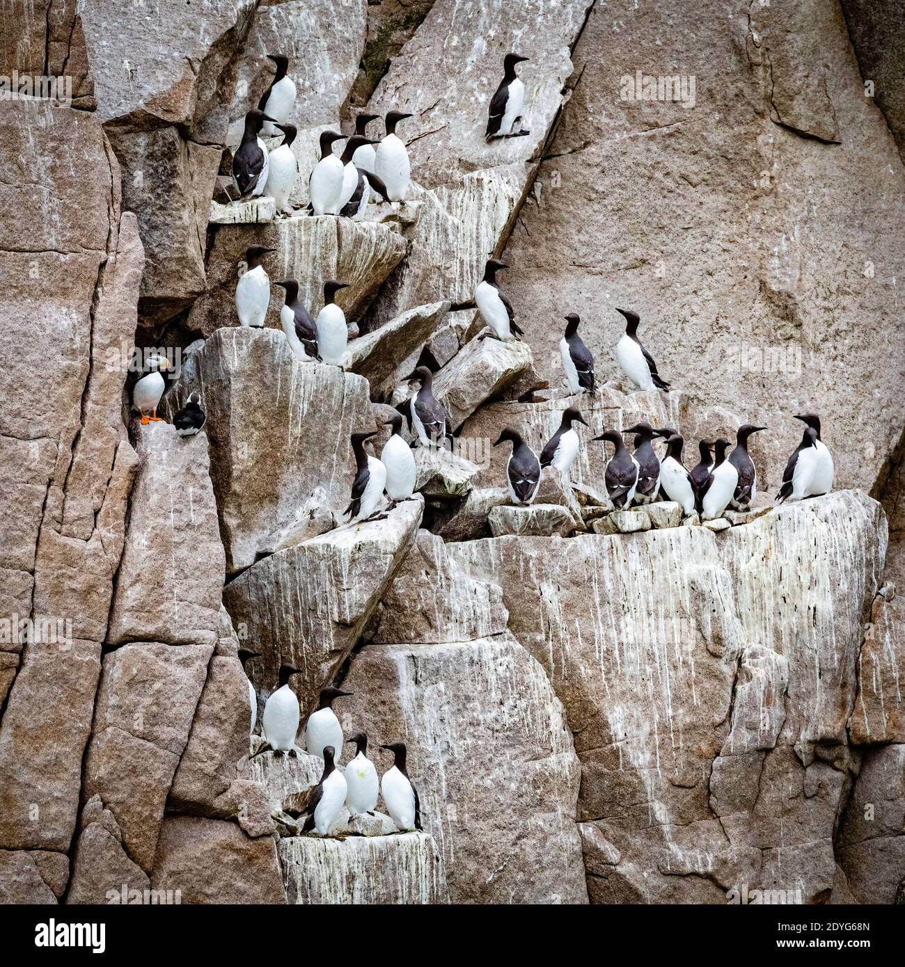 Murre comune su scogliera rocciosa sul Russo Estremo Oriente Foto Stock