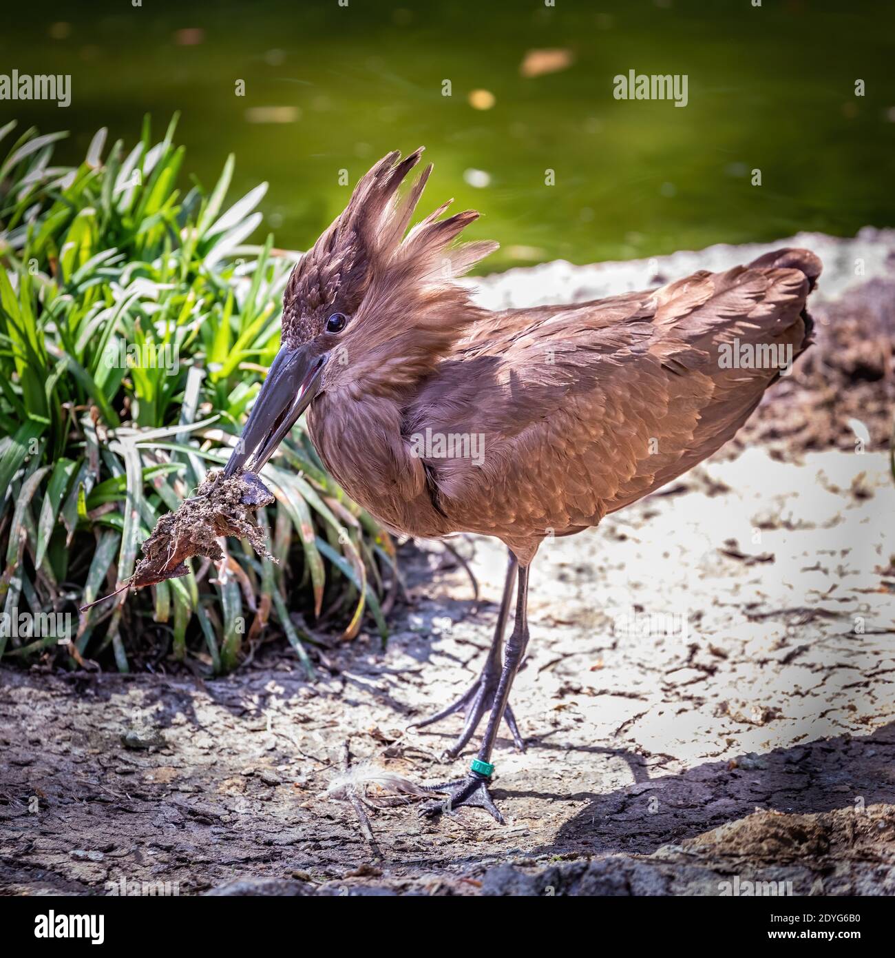 Un hamerkop prigioniero vicino ad un laghetto in Carolina del Nord Foto Stock