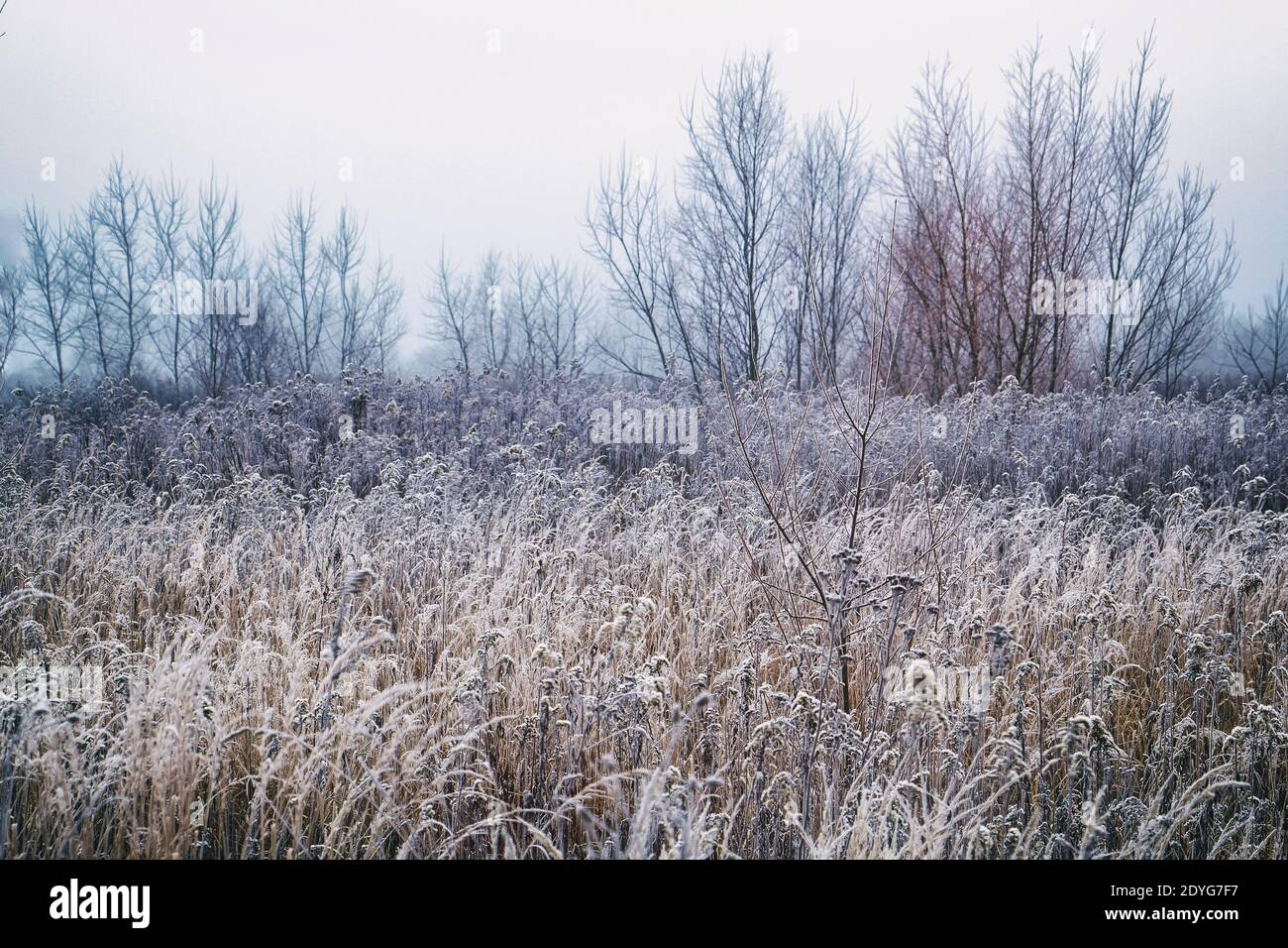 Scena mattutina invernale con erba secca coperta di ultima notte Gelo in campagna lucidata nel mese di dicembre Foto Stock