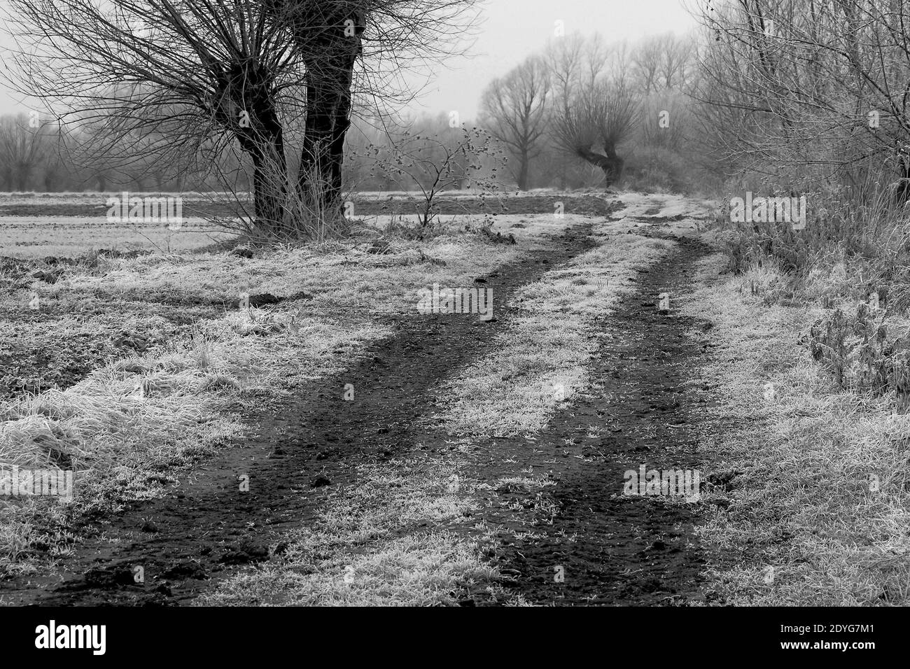 Strada fangosa passando due vecchie tree salice e che conduce a. la foresta in paesaggio rurale polacco Foto Stock