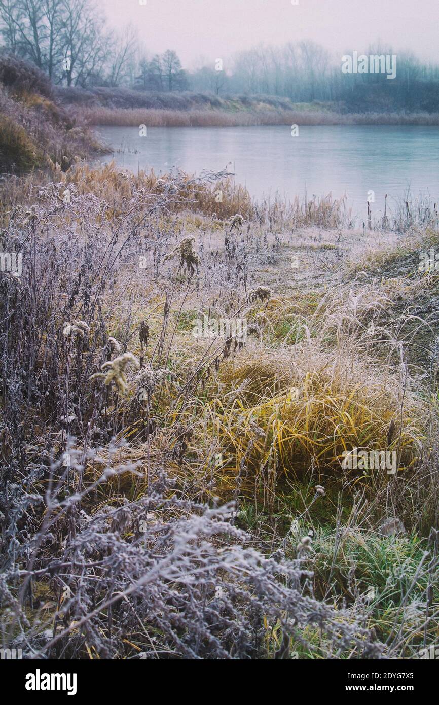 Mattina fredda invernale con erba ghiacciata vicino lago ghiacciato e. Alberi sullo sfondo nella campagna rurale della Polonia Foto Stock