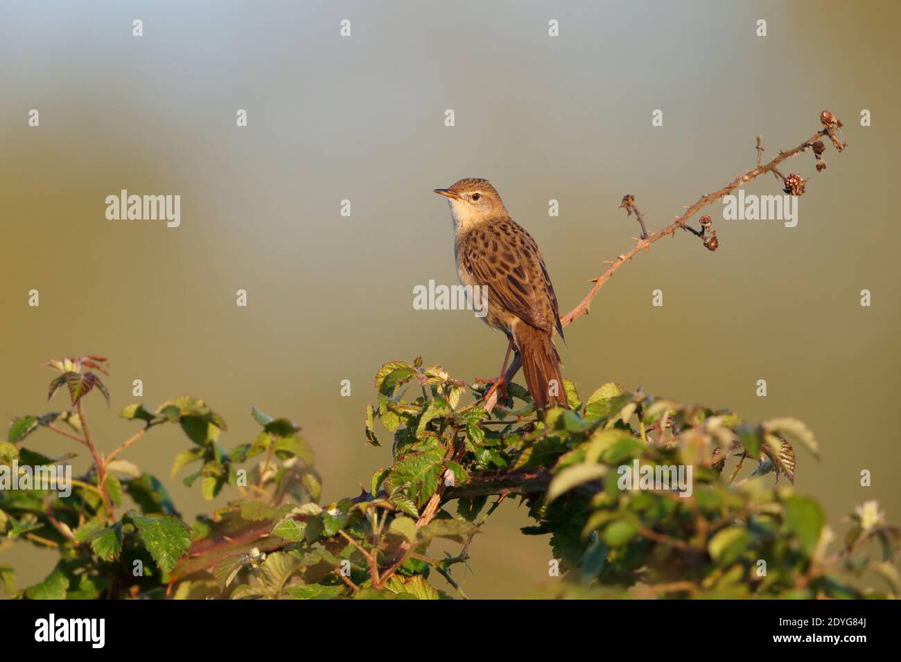 Un uomo Common Grasshopper Warbler (Locustella naevia) canto da un persico esposto prima di una primavera ormeggio Regno Unito meridionale Foto Stock