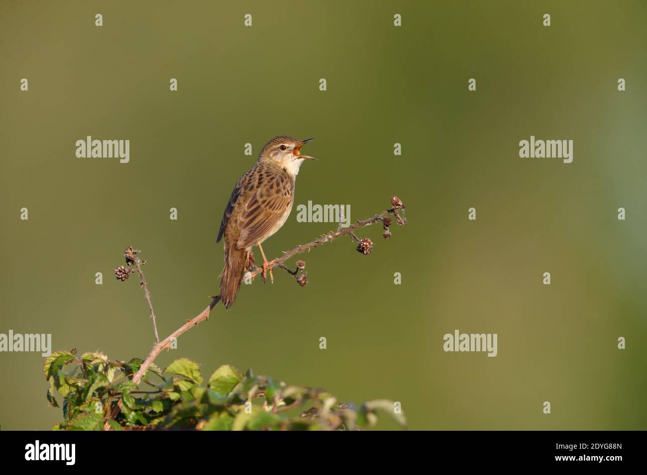 Un uomo Common Grasshopper Warbler (Locustella naevia) canto da un persico esposto prima di una primavera ormeggio Regno Unito meridionale Foto Stock