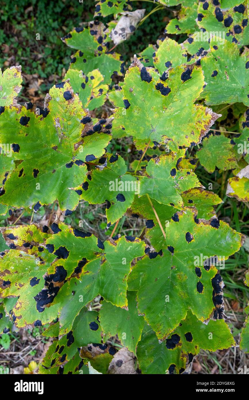 Macchie di catrame, una malattia di macchia di foglia causata dal fungo Rhytisma acerinum sulle foglie di sycamore accanto al Tamigi, Barnes, Londra, Regno Unito. Foto Stock