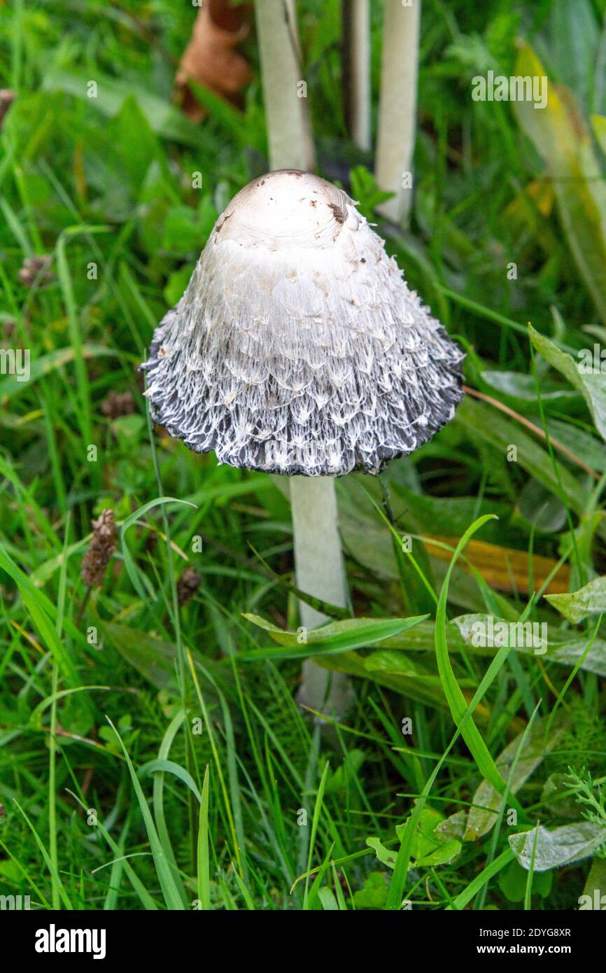 Un piccolo/giovane cappuccio di inchiostro shaggy (coprinus comatus) trovato su un percorso vicino al Tamigi, Walton-on-Thames, Regno Unito. Foto Stock