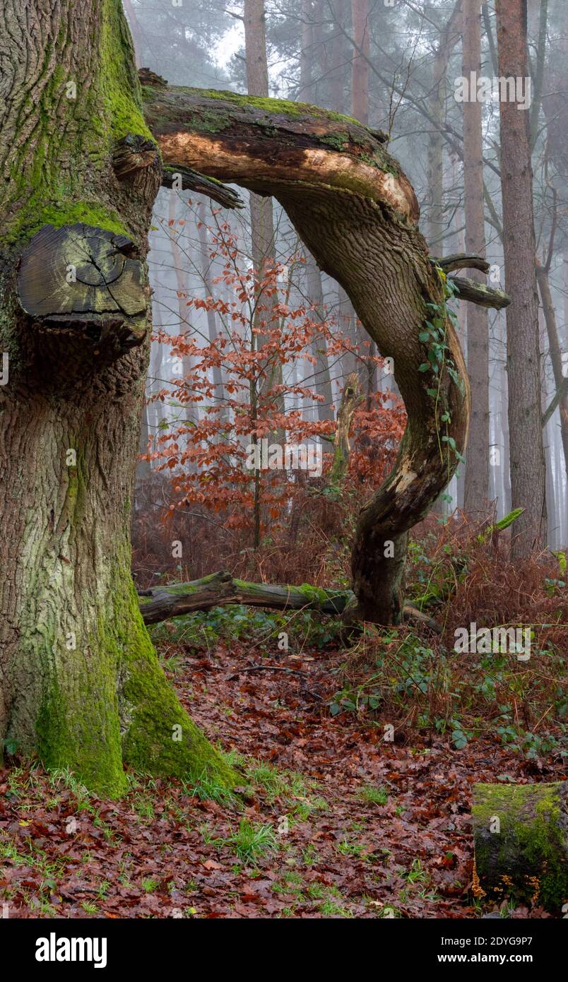 Un albero di quercia a fine autunno in una giornata foggosa, con una tosse rotta Foto Stock