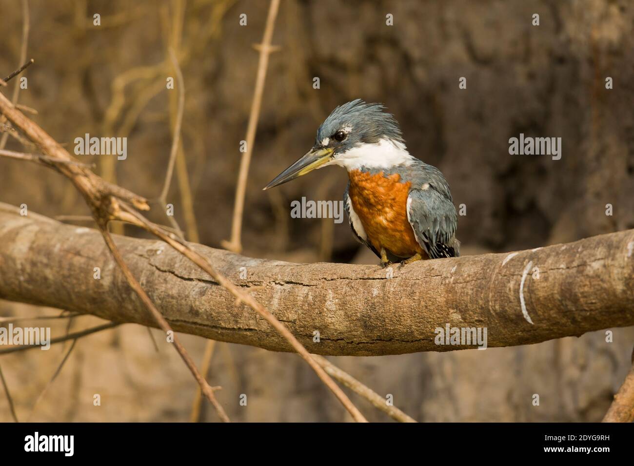 Di inanellare Kingfisher (Megaceryle torquata) Foto Stock