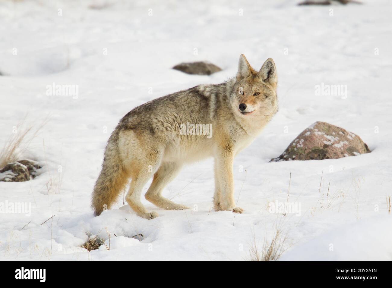 Coyote (Canis latrans) in inverno, impostazione Foto Stock