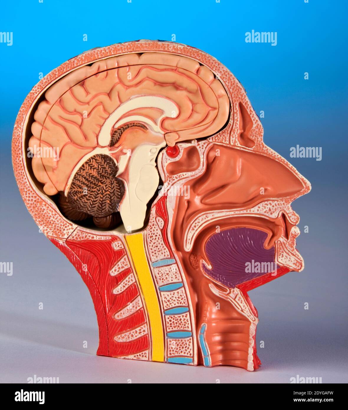 Fisiologia umana - modello che mostra una sezione trasversale della testa e del cervello umano. Foto Stock